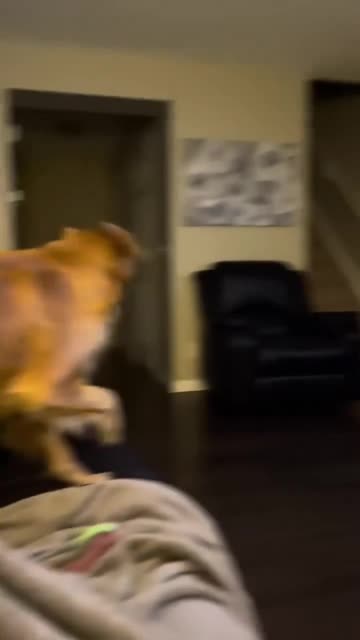 Dog hilarious reaction after seeing Darth Vader for the first time in TV 😂