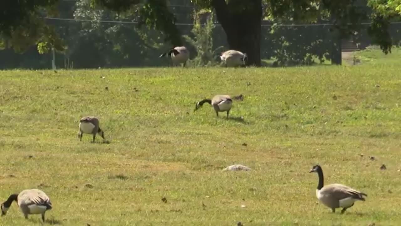 'Goosinator' keeps geese away from public spaces