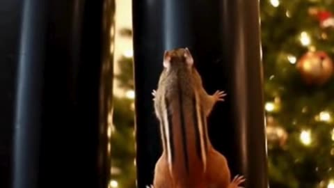 🐿️🌰 My Pet Tried SO Hard to Find the Nut… The Ending Was Too Cute 😂✨