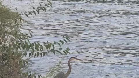 Blue Heron part 2