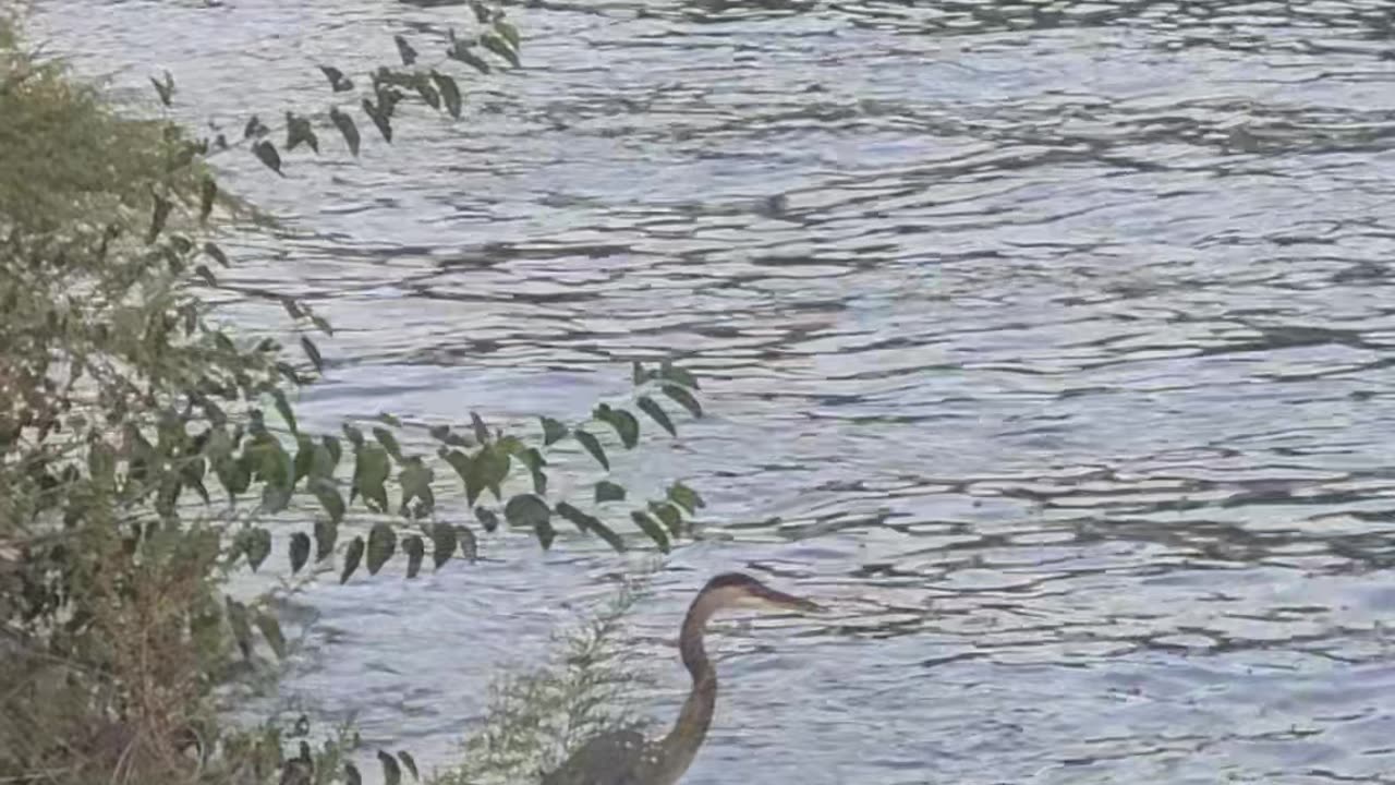 Blue Heron part 2