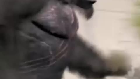 Gorilla vs 100 man🤣🤣