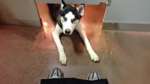 when-a-husky-is-99-drama-with-an-empty-mind