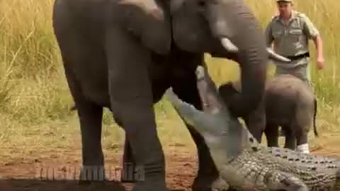 Bond Beyond Words 🐘❤️