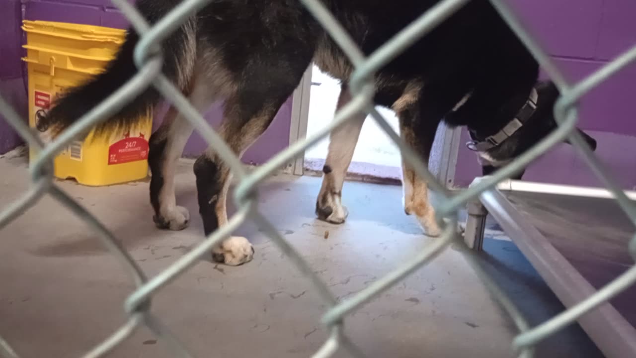 Mr Wiggles 1y Pet Id 948287 kennel 17 HSSAZ shelter has big scary barks, softie deep down2025829721