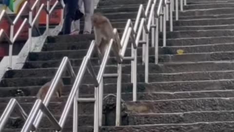 😂🐒 Monkey See, Monkey Do! | FunFM