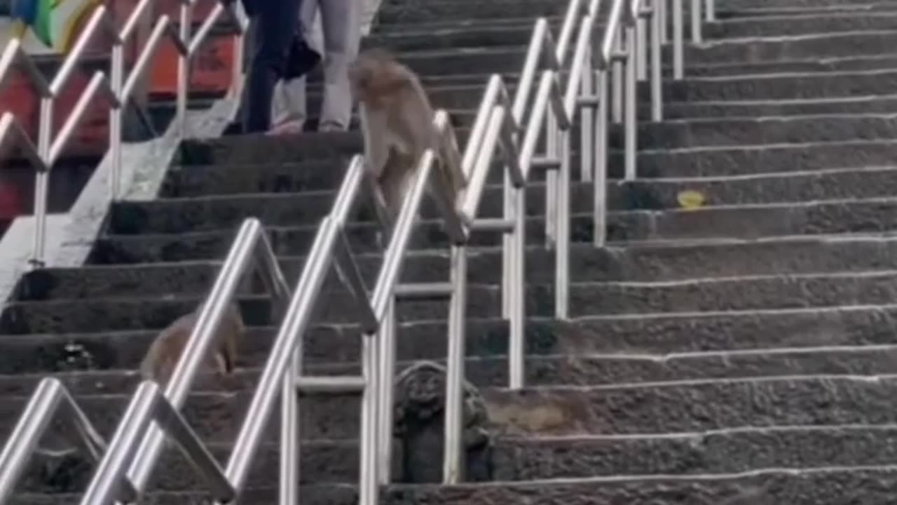 😂🐒 Monkey See, Monkey Do! | FunFM