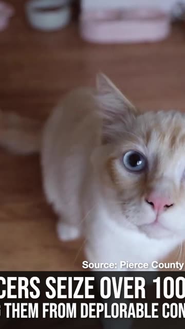 WA Officers Rescue 100+ Cats from Deplorable Conditions at Residence