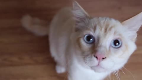 WA Officers Rescue 100+ Cats from Deplorable Conditions at Residence