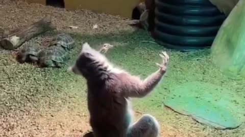 🌞😂 The Funniest Primate Sunbathing Routine You'll See Today! | FunFM