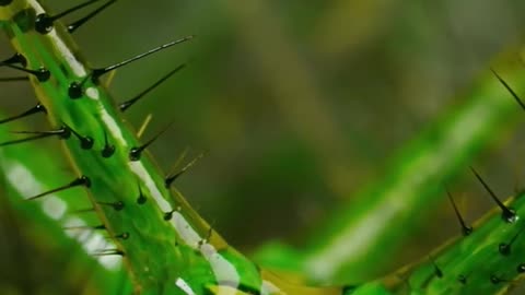 Caterpillars come in all different shapes and sizes
