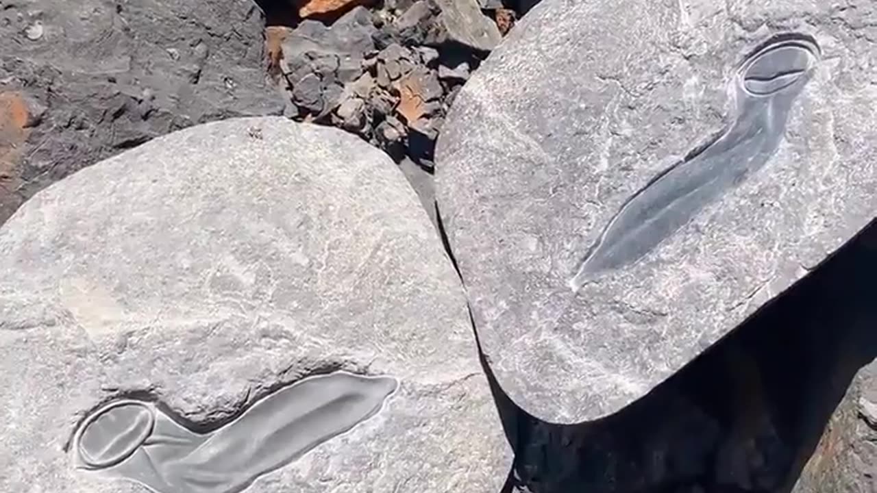 😂🚨 You Won't Believe This Bizarre Safety Solution! | FunFM