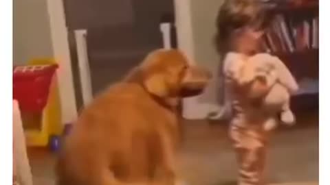 Funny animals