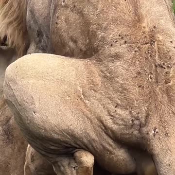 Love, Power, and Survival: A Tale of the Reigning Lions in the Wild