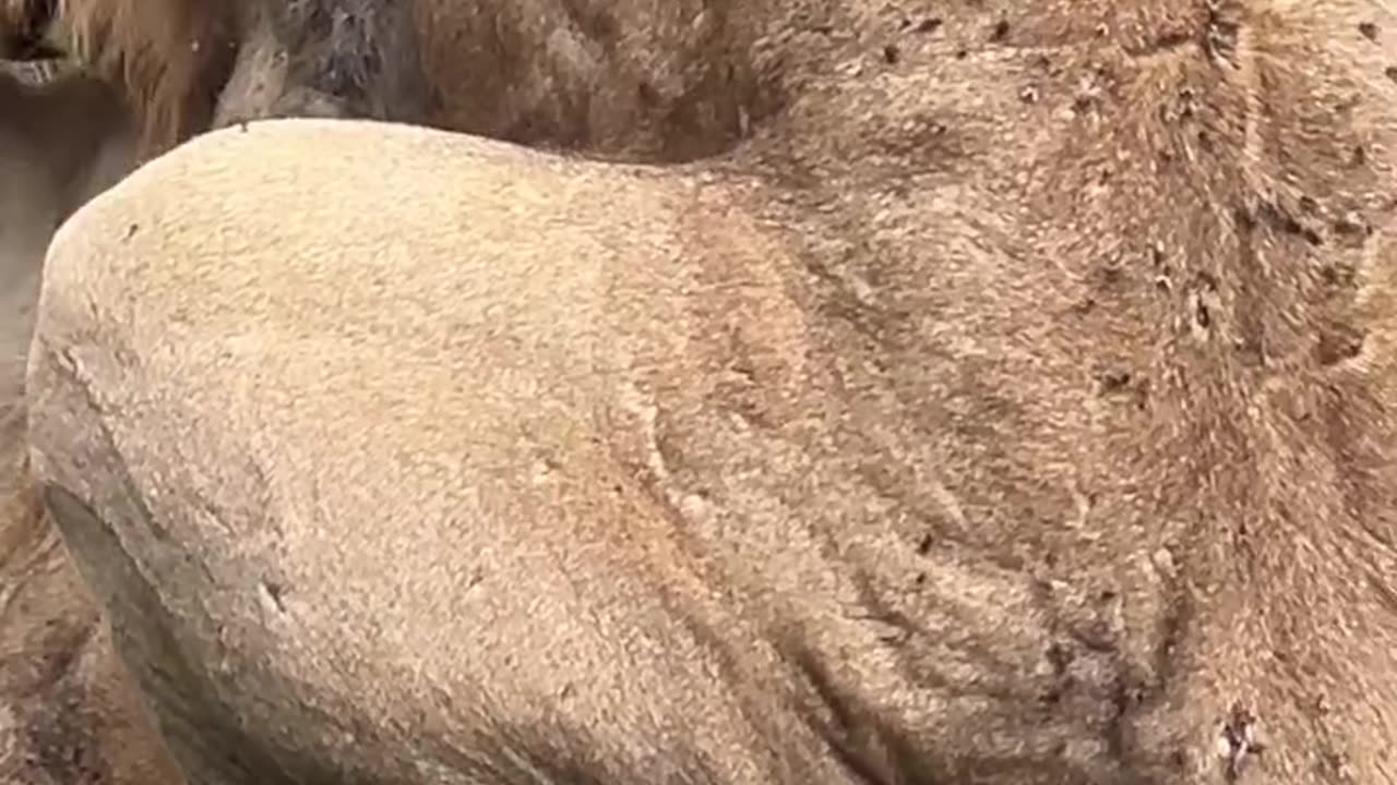 Love, Power, and Survival: A Tale of the Reigning Lions in the Wild
