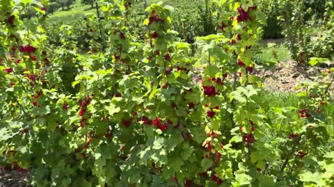 Red Currants