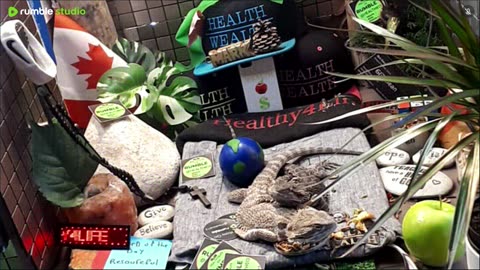 🔴 2025🔴03-17 🍁 Live Stream Day 16🔴 🍏Healthy4Life🐉 Mascots 🍎🐲 Meet Kobe & Health A Day In The Life Of Bearded Dragons🐲Day16🐉⭕Live🦎Stream