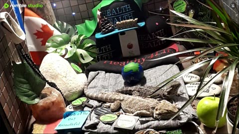 🔴 2025🔴03-17 🍁 Live Stream Day 16🔴 🍏Healthy4Life🐉 Mascots 🍎🐲 Meet Kobe & Health A Day In The Life Of Bearded Dragons🐲Day16🐉⭕Live🦎Stream