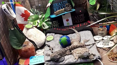 ⭕2025 Live Stream Day 15🔴 🍏Healthy4Life🐉 Mascots 🍎🐲 Meet Kobe & Health A Day In The Life Of Bearded Dragons🐲Day16🐉⭕Live🦎Stream