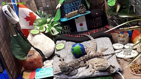 ⭕2025 Live Stream Day 15🔴 🍏Healthy4Life🐉 Mascots 🍎🐲 Meet Kobe & Health A Day In The Life Of Bearded Dragons🐲Day16🐉⭕Live🦎Stream