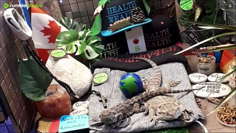 ⭕2025 Live Stream Day 15🔴 🍏Healthy4Life🐉 Mascots 🍎🐲 Meet Kobe & Health A Day In The Life Of Bearded Dragons🐲Day16🐉⭕Live🦎Stream