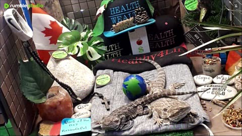 ⭕2025 Live Stream Day 15🔴 🍏Healthy4Life🐉 Mascots 🍎🐲 Meet Kobe & Health A Day In The Life Of Bearded Dragons🐲Day16🐉⭕Live🦎Stream