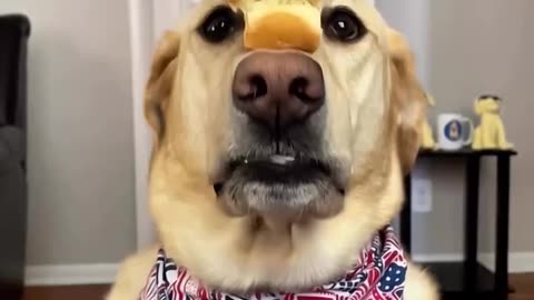😂🦜 Balancing act? Please. He’s the Tom Cruise of treats! | FunFM