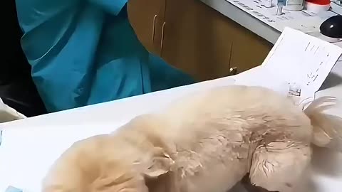Funny animals