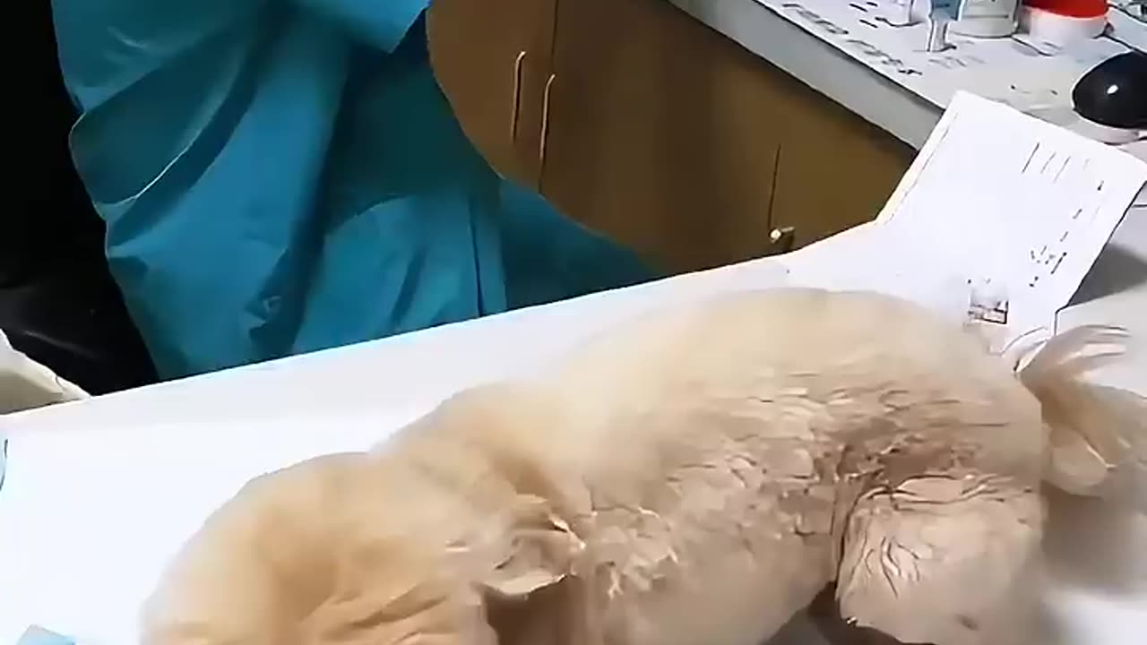 Funny animals