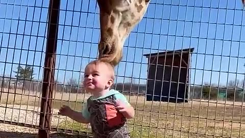 Wild animals