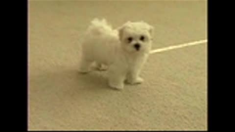 Cachorro_x264.mp4