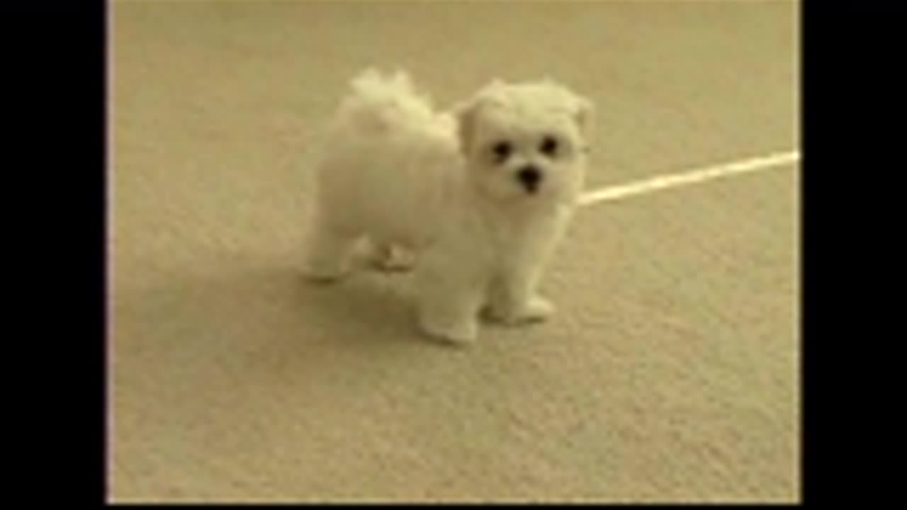 Cachorro_x264.mp4