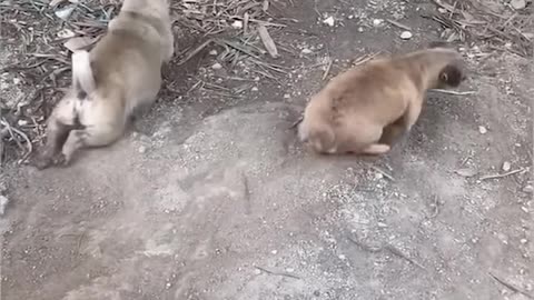 Funny Animals' Town - Funniest Cats and Dogs 🐶🐱 ｜ Funny Animal Videos #8