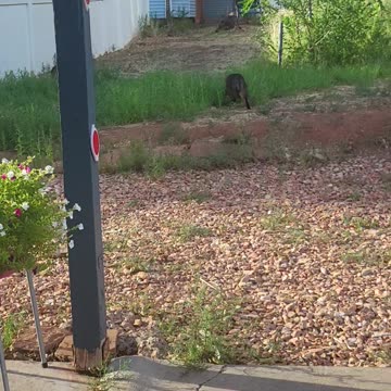 Grazing in the grass