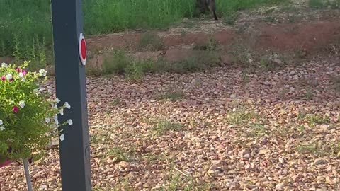 Grazing in the grass