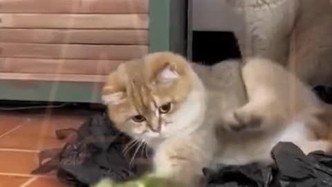 Funny video