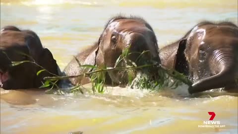 Werribee Zoo's brand new $88 million elephant trail is finally set to open to the public