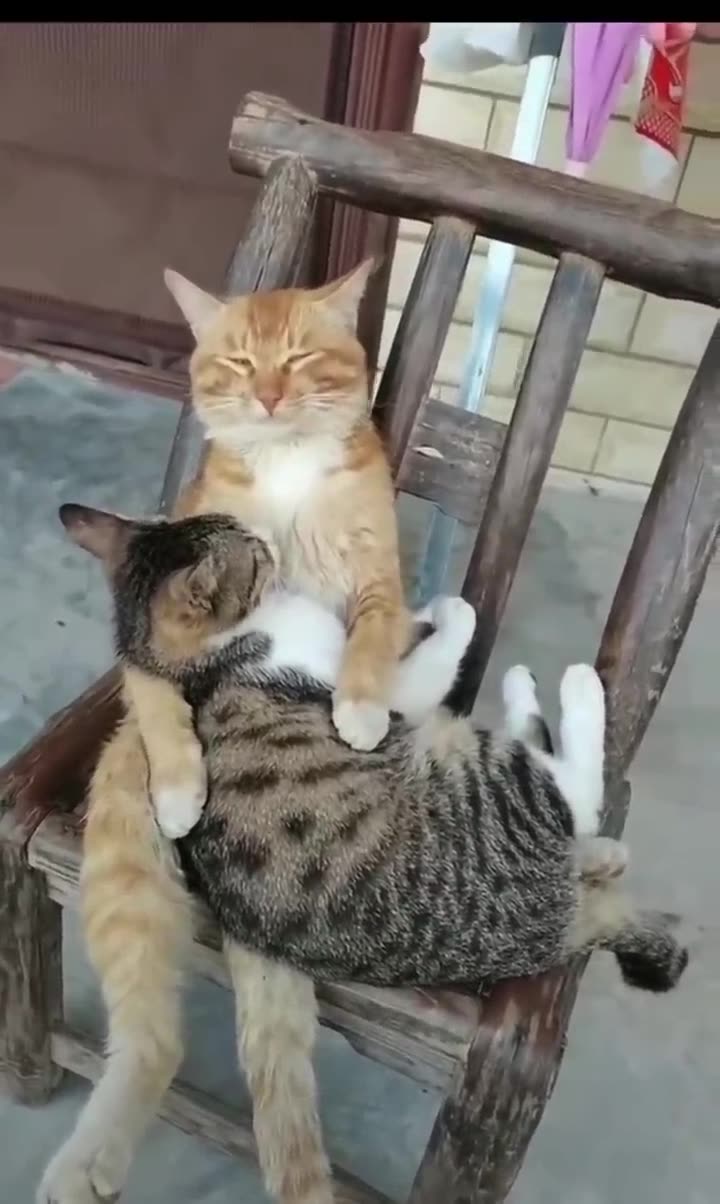 Cat Rumble Best cat
