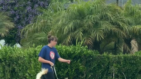 Which One Do I Pet First?