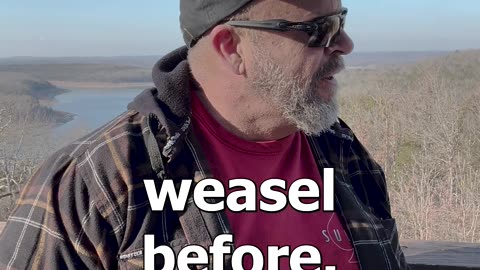 Pop goes the weasal