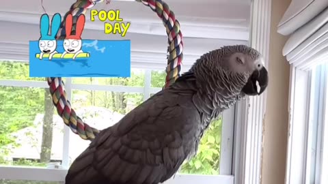 parrot says let’s go in the pool” 😂
