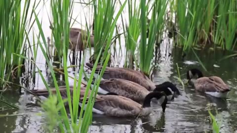 Birds HD 4K Stock Videos Free stock footage