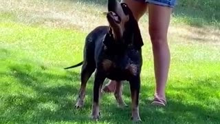 Cute Funny Dogs