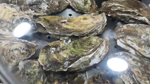 Yummy cooking Oyster recipe