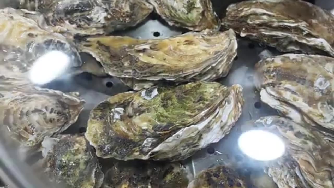 Yummy cooking Oyster recipe
