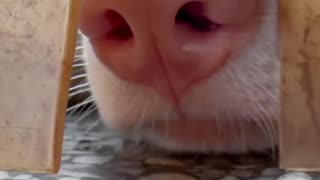 😂🐶 He Said You're Stinky! | FunFM