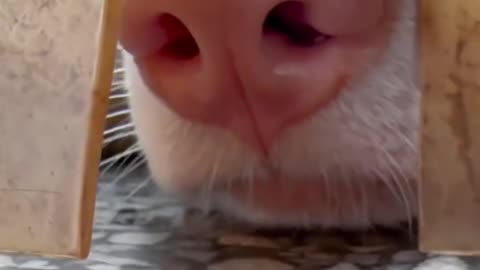 😂🐶 He Said You're Stinky! | FunFM