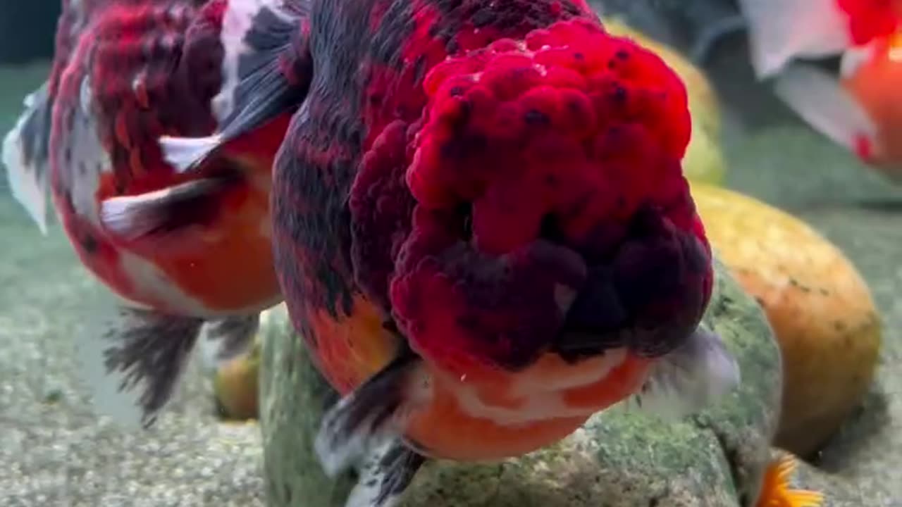Fish lover