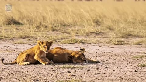 The orphaned lion cub had to eat trash to survive. Then a miracle happened.