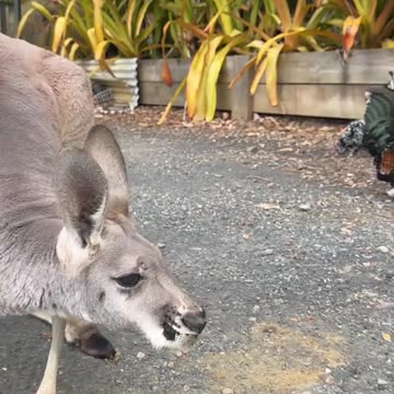 Kangaroo diaries only in Australia 🇦🇺